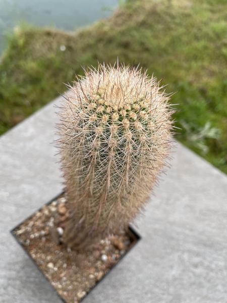Haageocereus acranthus